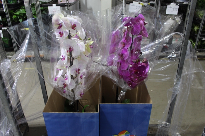 <h4>PHALAENOPSIS P24 MAJORIS VARIADO</h4>