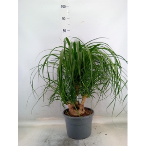 Beaucarnea recurvata