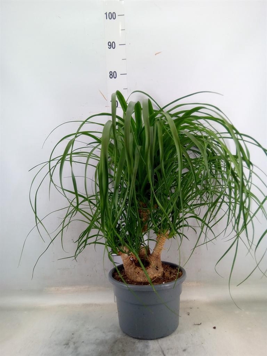 <h4>Beaucarnea recurvata</h4>