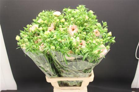 <h4>Ran Butter Mascarpone 70cm</h4>