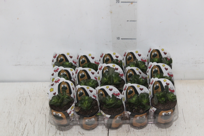 <h4>SUCULENTAS ADROMISCHUS CRISTATUS P06</h4>