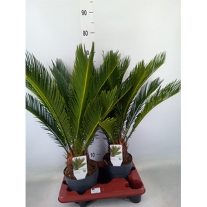 Cycas revoluta