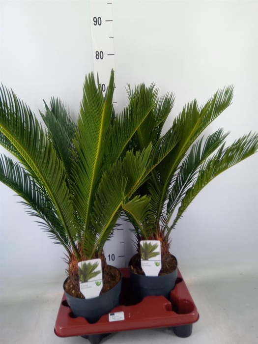 <h4>Cycas revoluta</h4>