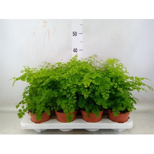 Adiantum raddi. 'Fragrans'