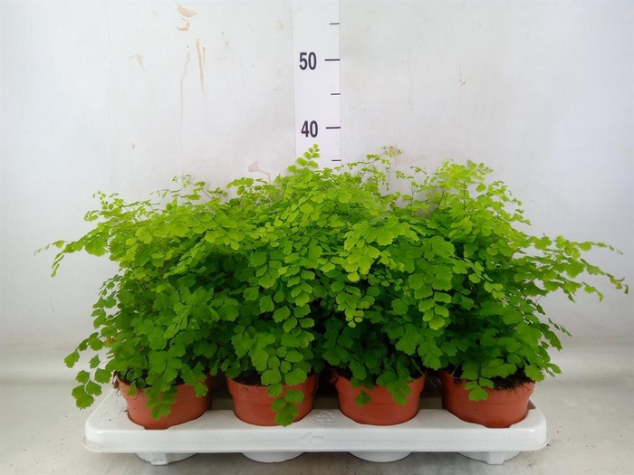 <h4>Adiantum raddi. 'Fragrans'</h4>