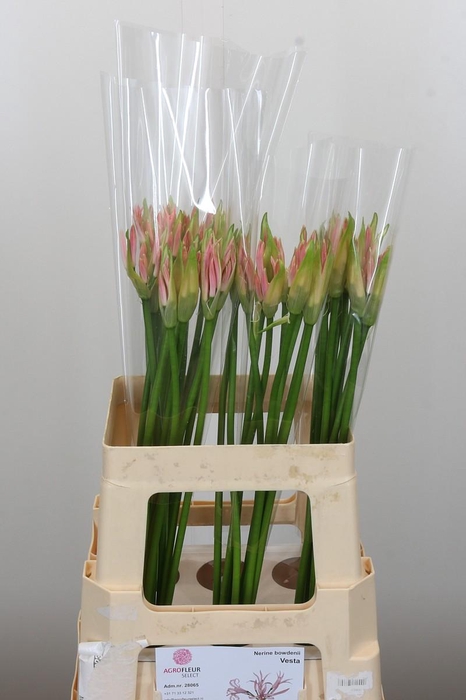 <h4>Nerine Vesta K</h4>