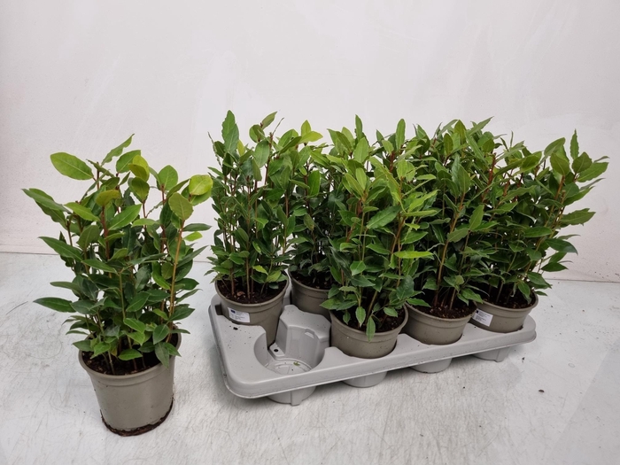 <h4>LAU NOBILIS</h4>