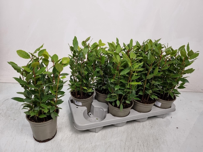 <h4>LAU NOBILIS</h4>