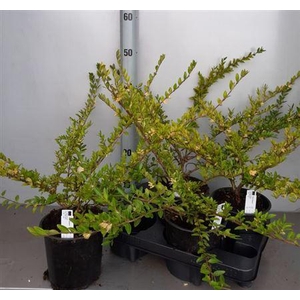 Lon S Pileata