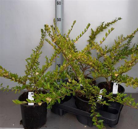 <h4>Lon S Pileata</h4>
