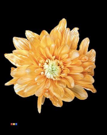 <h4>Chr T Baltica Apricot</h4>