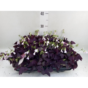 Oxalis trian. 'Mijke'