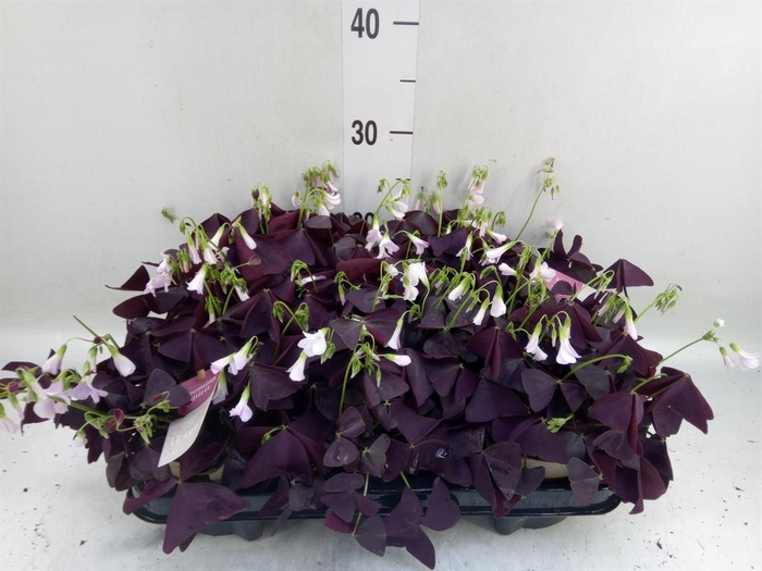 <h4>Oxalis trian. 'Mijke'</h4>