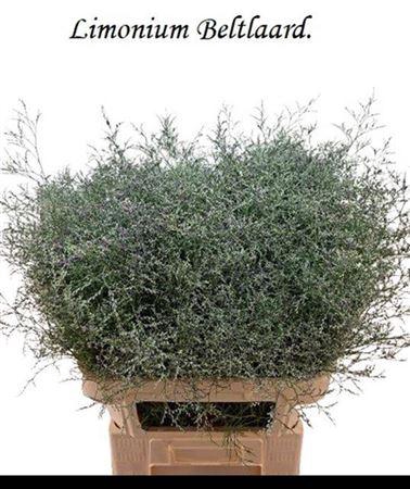 <h4>Lim Beltlaard</h4>