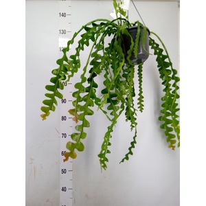 Epiphyllum anguliger