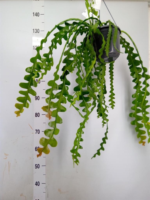 <h4>Epiphyllum anguliger</h4>