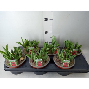Tulipa DU   ...