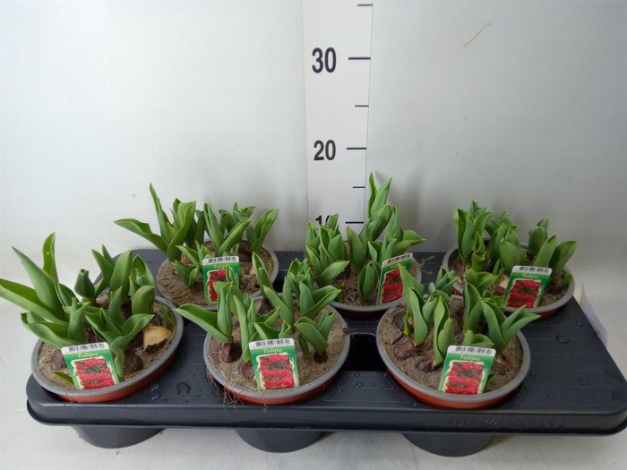 <h4>Tulipa DU   ...</h4>