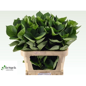 HYDR MACROPHYLL BLAD