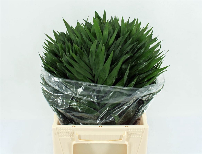 <h4>Chico Jumbo Leafer</h4>