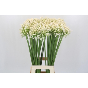 Agapanthus 'White Heaven'