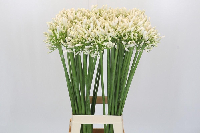 <h4>Agapanthus 'White Heaven'</h4>