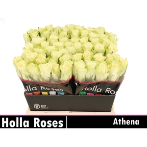 R GR ATHENA