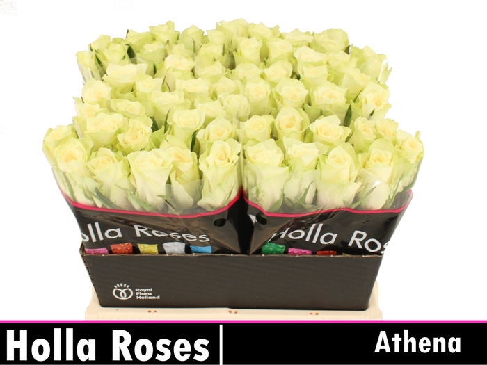 R GR ATHENA