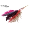Pampas Grass 100cm 5st/bunch Colourful 9