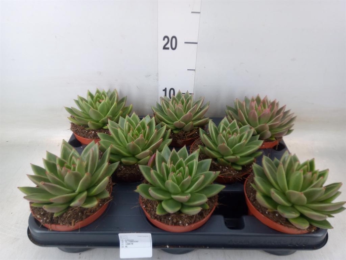 <h4>Echeveria  'Miranda'</h4>