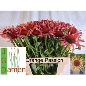 ECHI ORANGE PASSION
