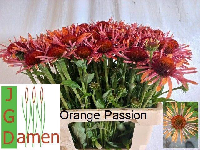 <h4>ECHI ORANGE PASSION</h4>