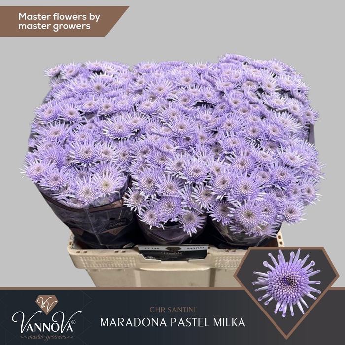 <h4>CHR S MARADON KLB H%</h4>