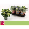 Hydrangea Early Blue 6-7