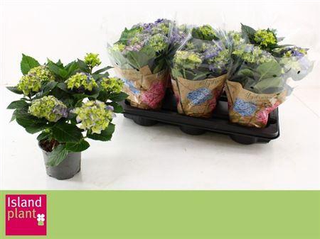 Hydrangea Early Blue 6-7