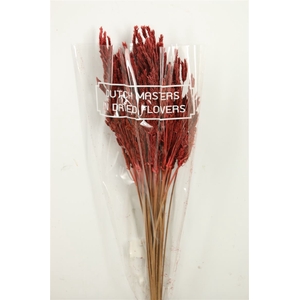 Dried Umbr. Sedge Big Leaf Red Bunch