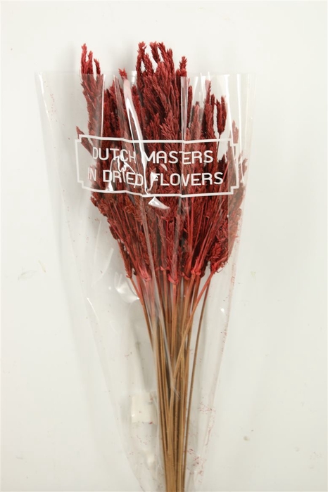 <h4>Dried Umbr. Sedge Big Leaf Red Bunch</h4>