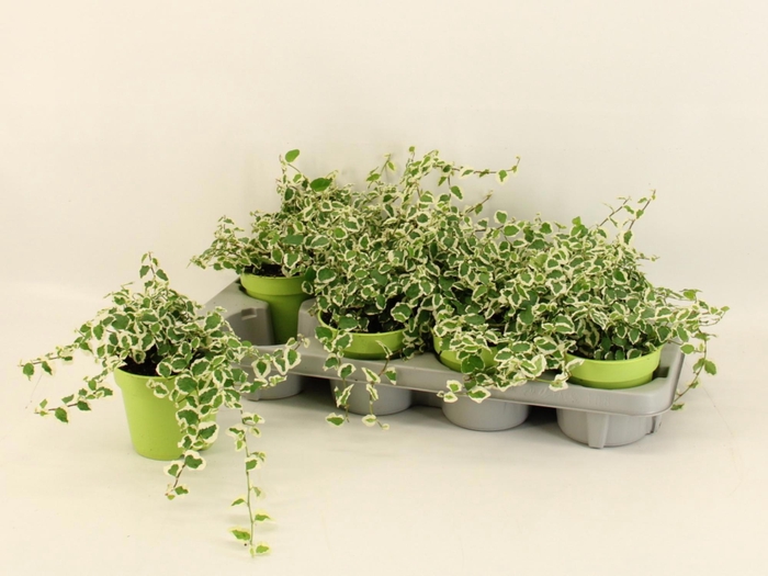 <h4>FIC PU BELLE SUNNY</h4>