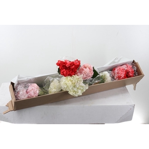 Hydr x10 Love Mix Box