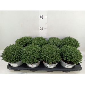 Thymus vulgaris 'Compactus'