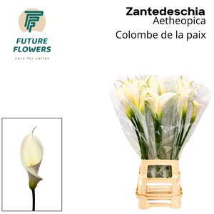 ZANT AE COLOMBE PAIX