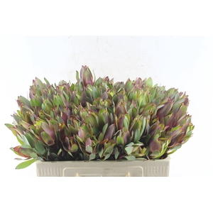Leucad Senorita