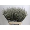 Limonium ov Misty White