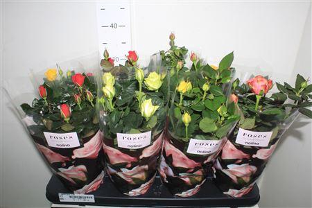 <h4>Ro Pathit Gem 5 Srt</h4>