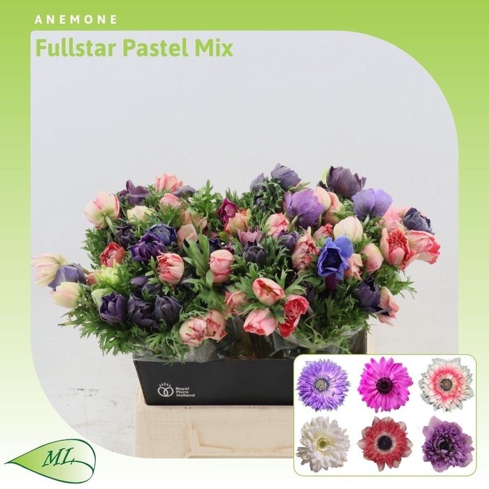 <h4>Anemone Fullstar Pastel Mix</h4>
