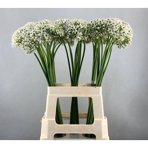 ALLIUM NIGRUM