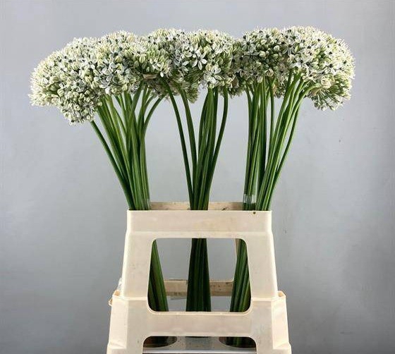 <h4>ALLIUM NIGRUM</h4>