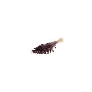 Lagurus deep brown