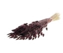 <h4>Lagurus deep brown</h4>