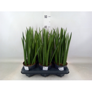 Sansevieria cyl.  ...